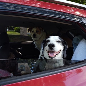 Fundraising Page: Petey Konigsberg